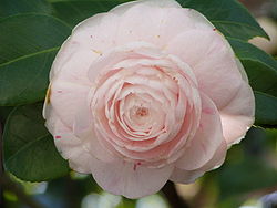 Camellia japonica rose.jpg