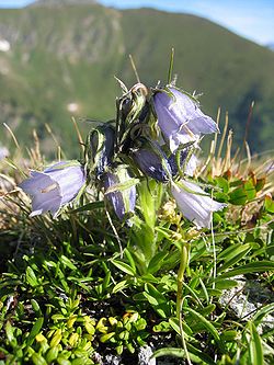 Campanula alpina.jpg