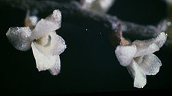 Campylocentrum fasciola - 4.jpg