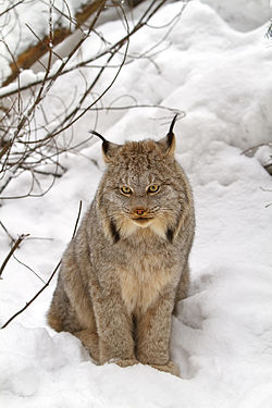 Canada lynx by Michael Zahra.jpg