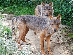 Canis lupus signatus (Kerkrade Zoo) 02.jpg