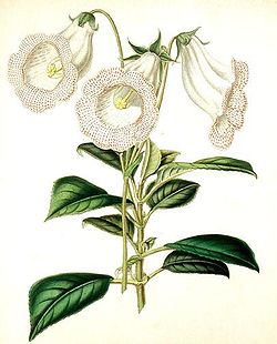 Capanea grandiflora - Lemaire.jpg