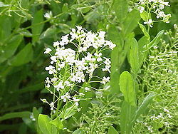 Cardaria draba1.jpg