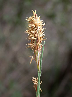 Carex flacca 4.jpg