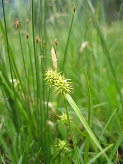 Carex flava.jpg