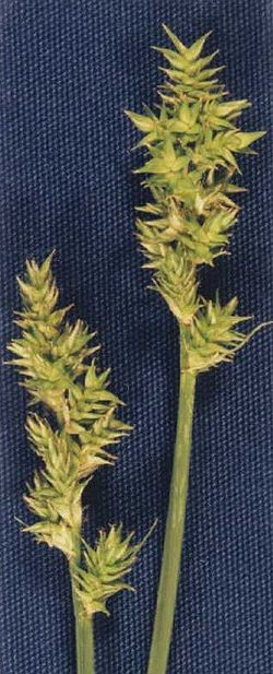 Carexarcta.jpg