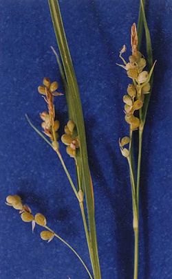 Carexaurea.jpg