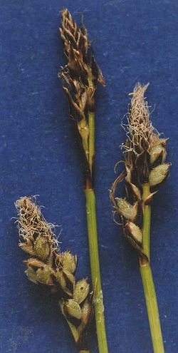 Carexconcinnoides.jpg