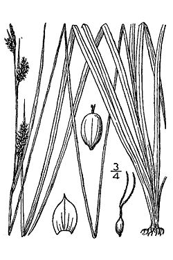 Carexhassei.jpg