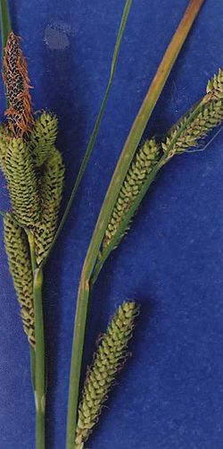 Carexlenticularis.jpg