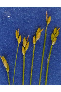 Carexleptalea.jpg