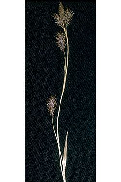 Carexluzulina.jpg