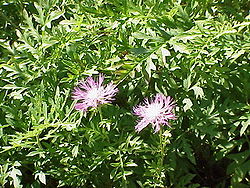 Centaurea dealbata1.jpg