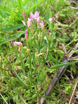 Centaurium pulchellum (Habitus).jpg