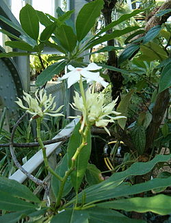 Cerbera manghas InflorescencesFlower BotGardBln0906a.jpg