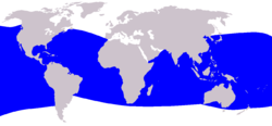 Distribución del cachalote enano