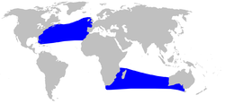 Cetacea range map Trues Beaked Whale.png