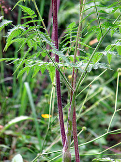 Chaerophyllum aureum2.JPG