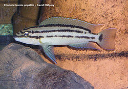 Chalinochromis popelini.jpg