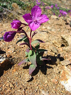 Chamerion latifolium upernavik 2007-08-06 4.jpg