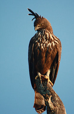 Changeable Hawk Eagle.jpg