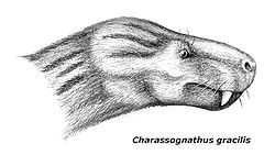 Charassognathus.jpg