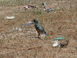 Chestnut-bellied starling Dagana.jpg