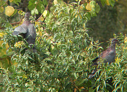 Chilean Pigeons.jpg