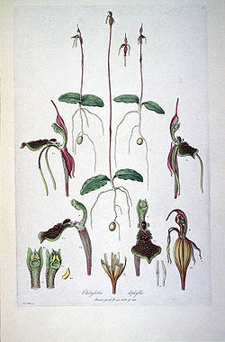 Chiloglottis diphylla (Illustrationes Florae Novae Hollandiae plate 8).jpg