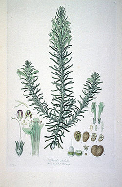 Chloanthes stoechadis (Illustrationes Florae Novae Hollandiae plate 4).jpg