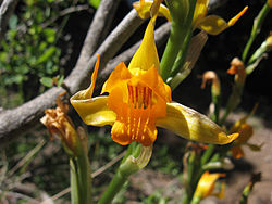 Chloraea alpina 002.jpg