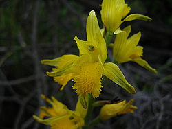 Chloraea barbata - Flickr 003.jpg