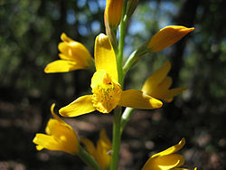 Chloraea crysantha 002.jpg