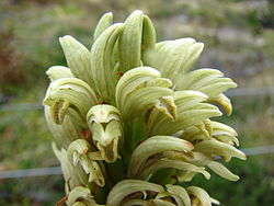 Chloraea cylindrostachya - Flickr 005.jpg