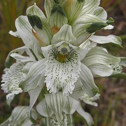 Chloraea heteroglossa - Flickr 003 (1).jpg