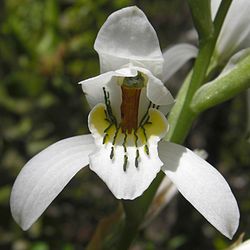 Chloraea longipetala - Flickr 003 (1).jpg