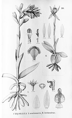 Chloraea membranacea - Geoblasta penicillata (as Chloraea arechavaletae) - Flora Brasiliensis 3-4-20.jpg