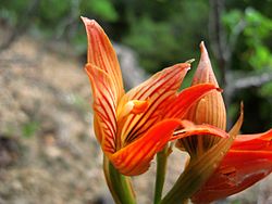 Chloraea nudilabia (pabloendemico) 001.jpg