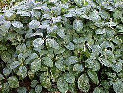 Chloranthus oldhami 20070226-1527-41.jpg