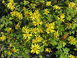 Chrysanthemum indicum1.jpg