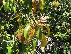 Chrysolepis chrysophylla Huckleberry BRP 2.jpg
