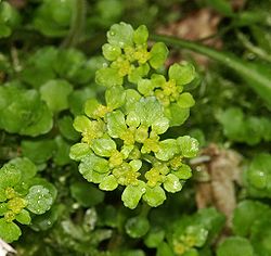 Chrysosplenium oppositifolium 240405a.jpg