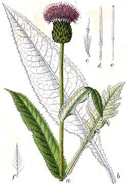 Cirsium heterophyllum Sturm4.jpg