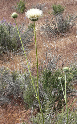 Cirsium neomexicanum 1.jpg
