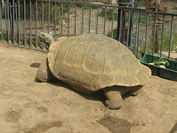 Clarence the tortoise--Geochelone nigra.jpg