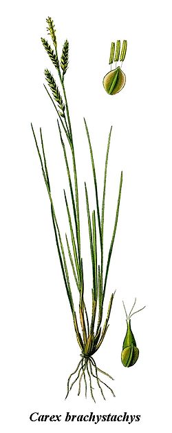 Cleaned-Illustration Carex brachystachys.jpg