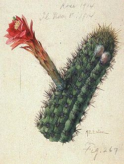 Cleistocactus acanthurus.JPG