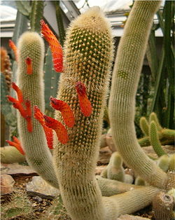 Cleistocactus brookei HabitusFlowers BotGardBln0806a.jpg