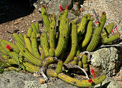 Cleistocactus samaipatanus 1.jpg