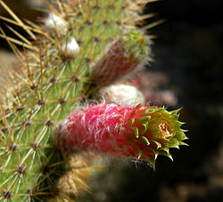 Cleistocactus smaragdiflorus 3.jpg